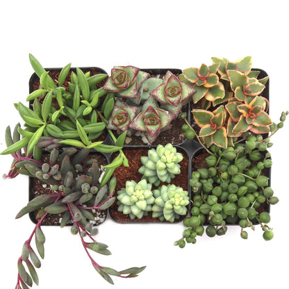 Trailing Succulent Plants For Hanging Decor