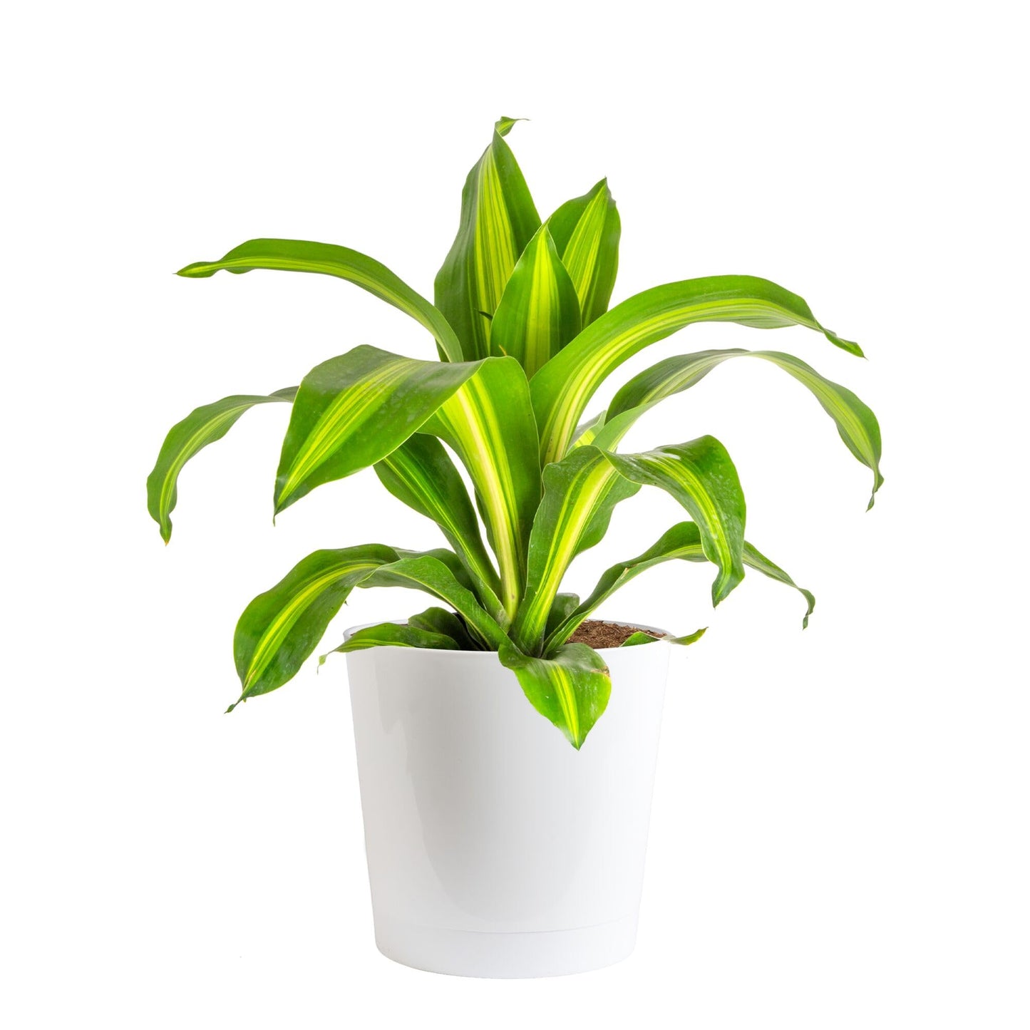 Extra Large Dracaena Indoor Plant