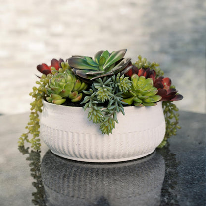 Succulent Plant Arrangement In Decorative Pot