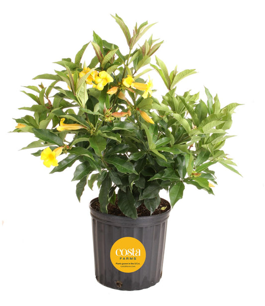 Live Indoor Plant Collection