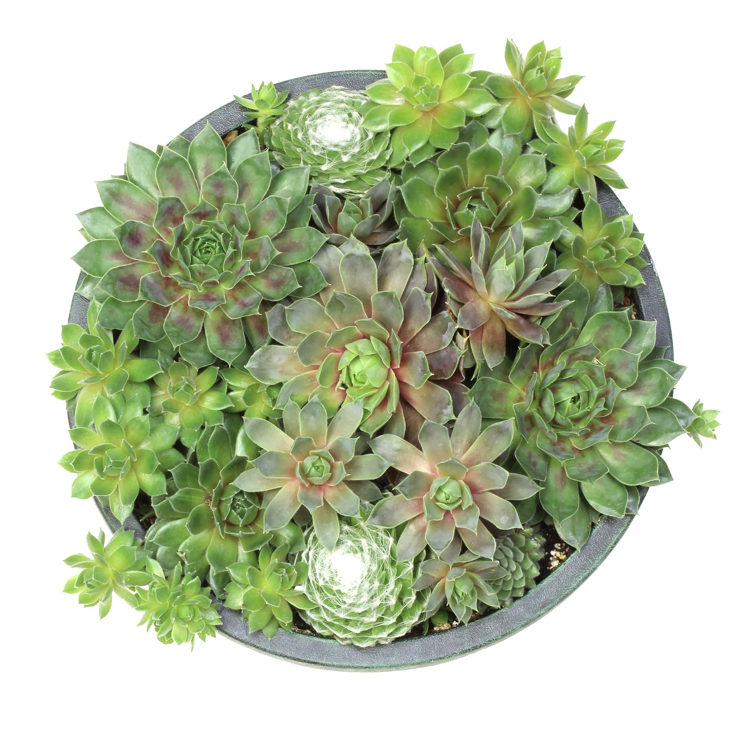 Sempervivum Succulent In Decorative Pot