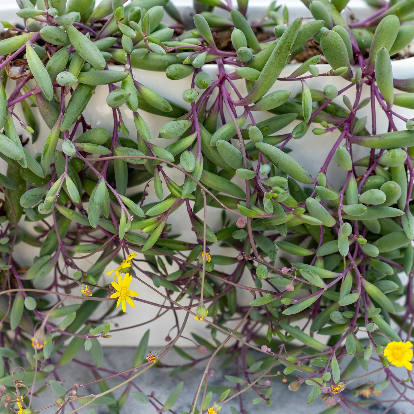 Trailing Succulent Plants For Hanging Decor
