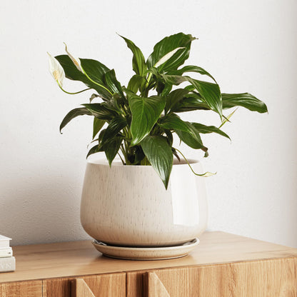 Modern Ceramic Indoor Planter Set