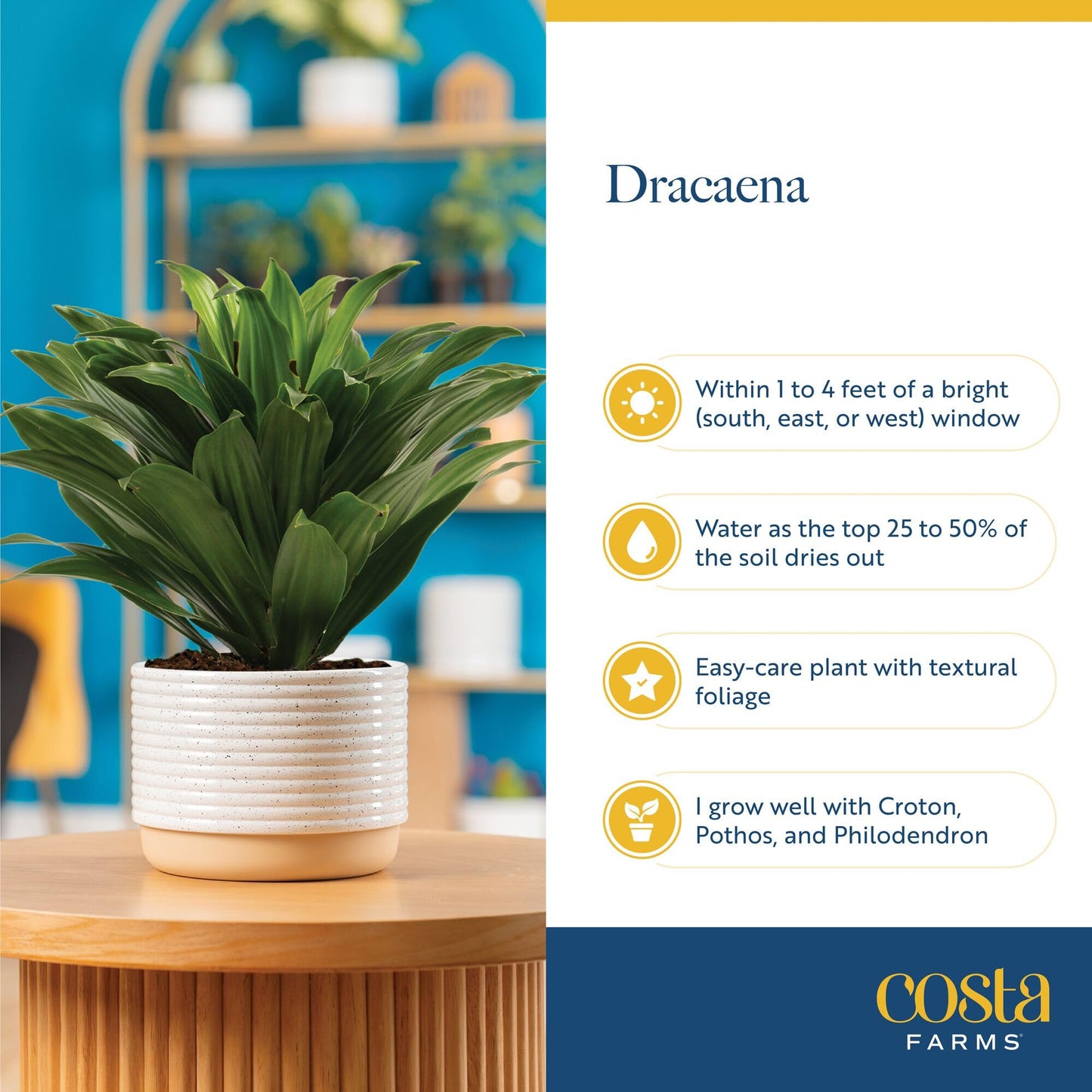 Extra Large Dracaena Indoor Plant