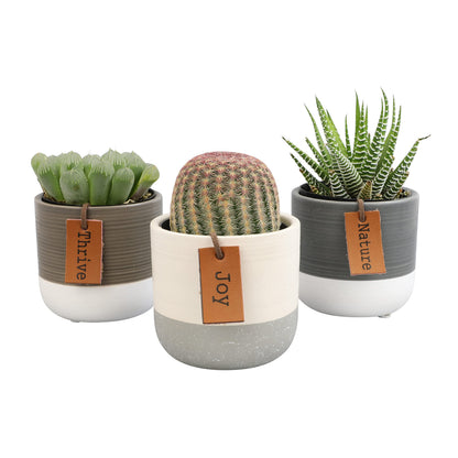 Plants for Pets Sansevieria Cylindrica Succulent