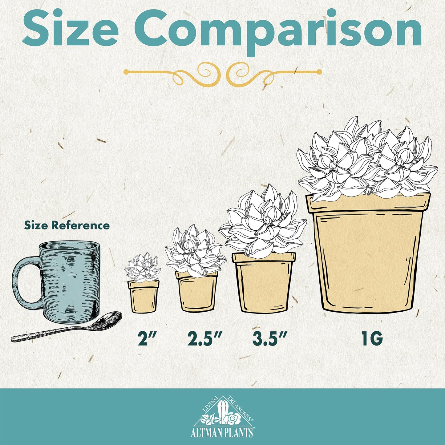 Live Potted Succulent Plants Collection