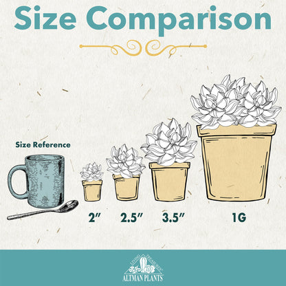 Live Potted Succulent Plants Collection