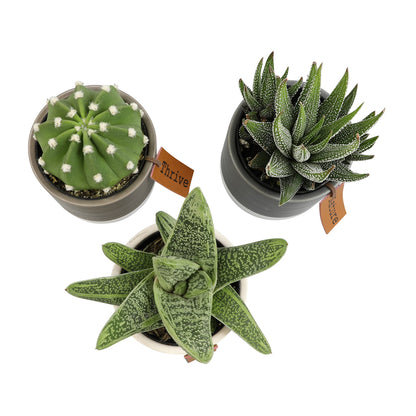 Plants for Pets Sansevieria Cylindrica Succulent
