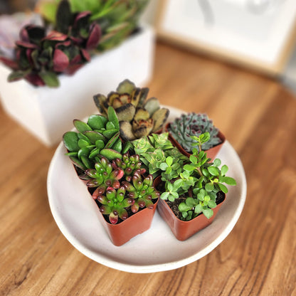 Live Potted Succulent Plants Collection