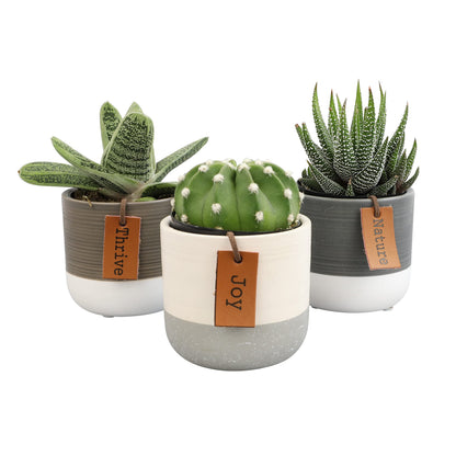Plants for Pets Sansevieria Cylindrica Succulent