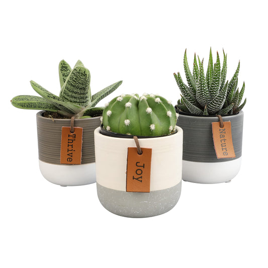 Plants for Pets Sansevieria Cylindrica Succulent