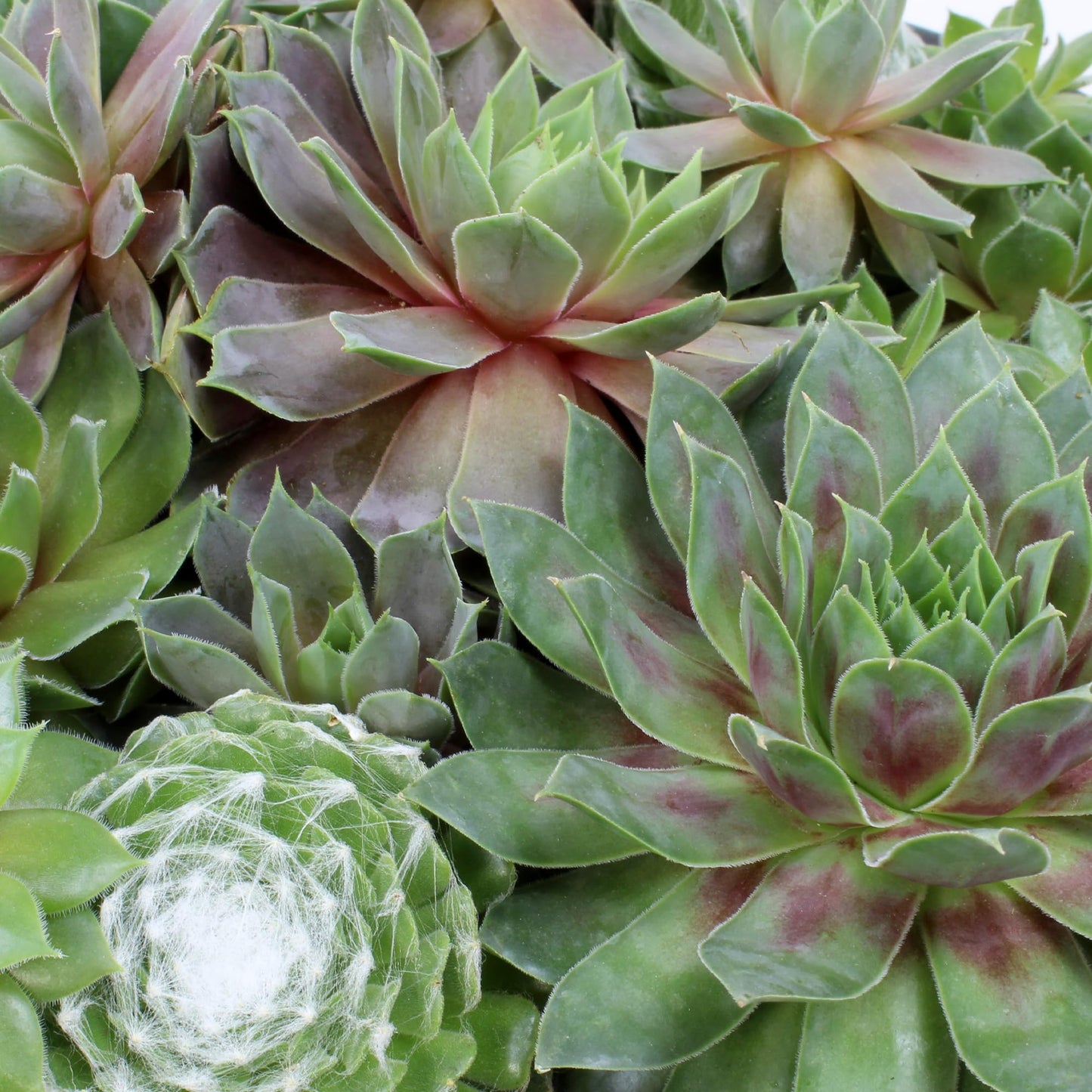 Sempervivum Succulent In Decorative Pot