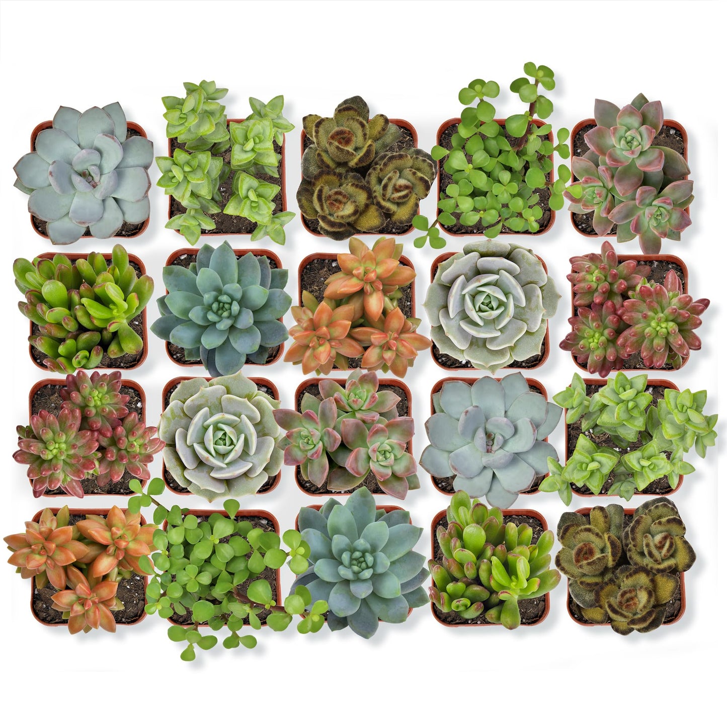 Live Potted Succulent Plants Collection