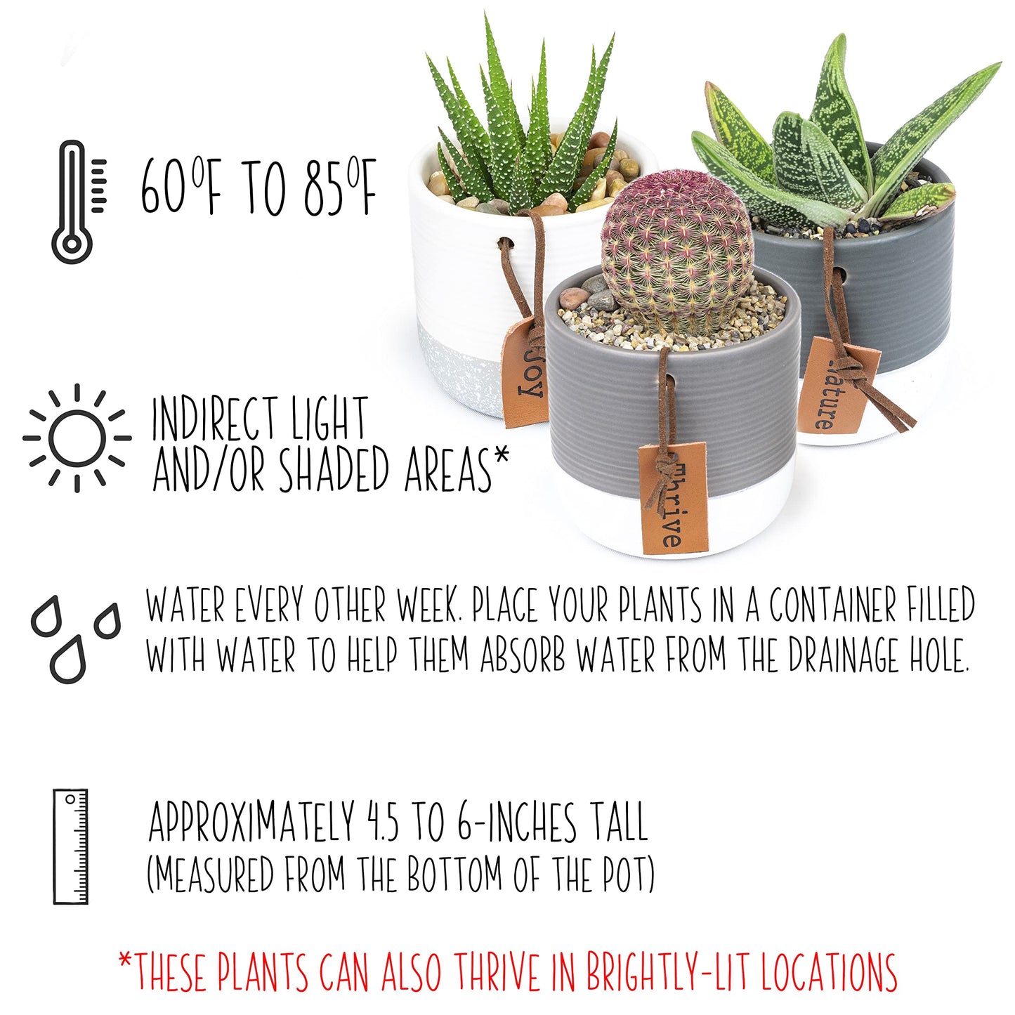 Plants for Pets Sansevieria Cylindrica Succulent