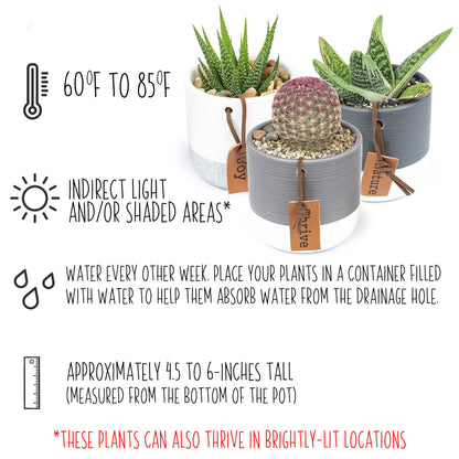 Plants for Pets Sansevieria Cylindrica Succulent
