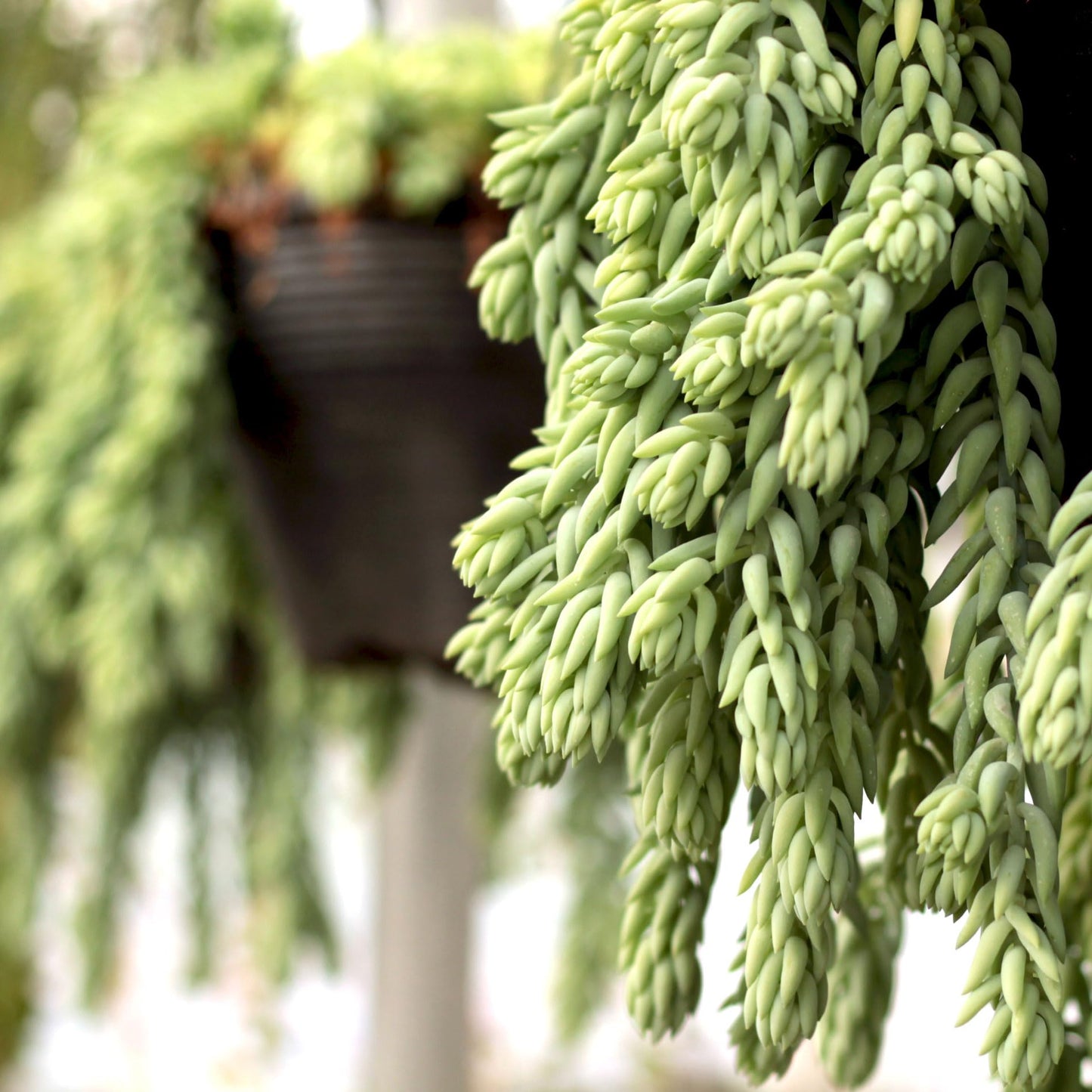 Trailing Succulent Plants For Hanging Decor