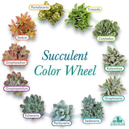 Live Potted Succulent Plants Collection