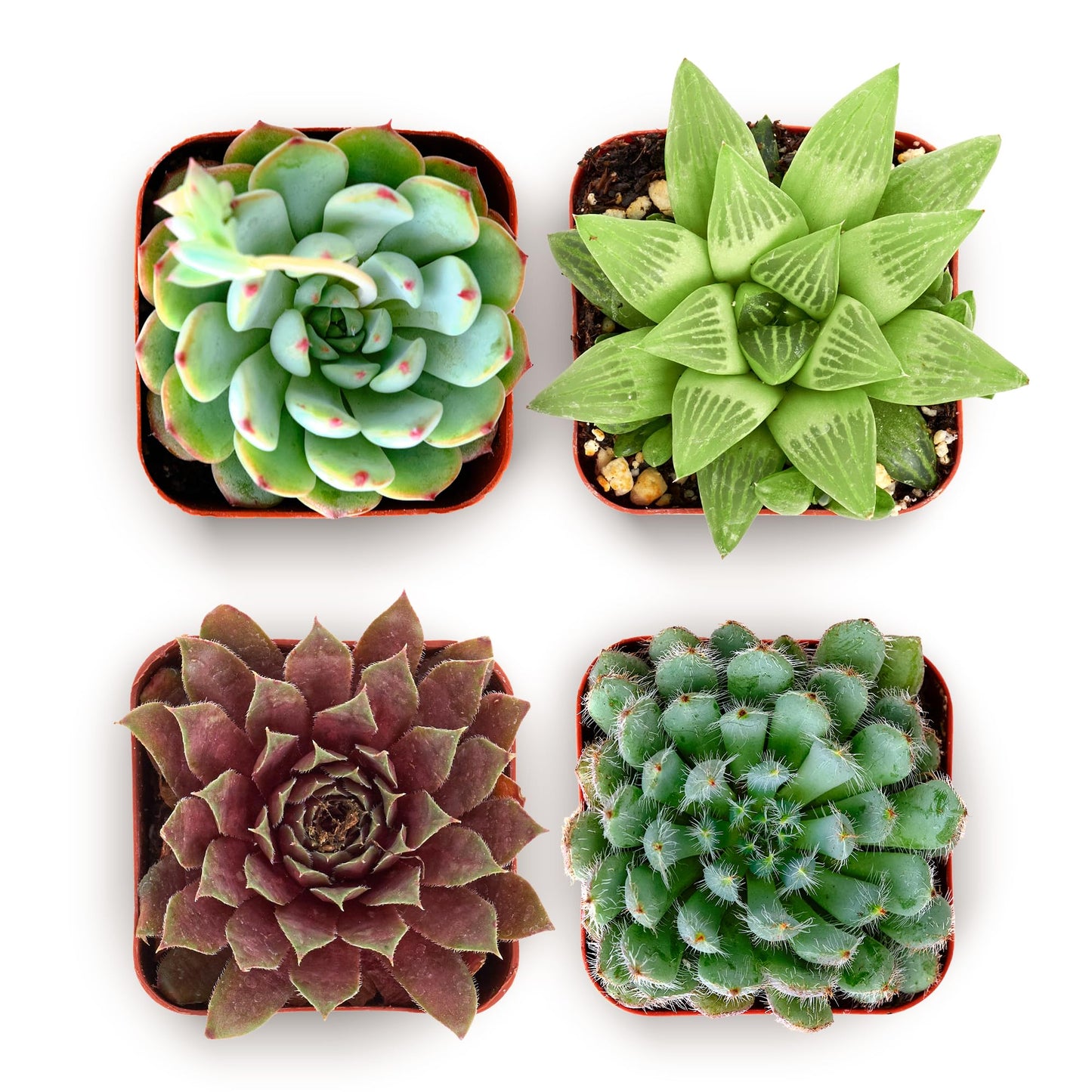 Echeveria Rosette Succulent Variety Pack