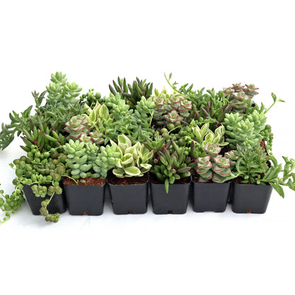 Trailing Succulent Plants For Hanging Decor