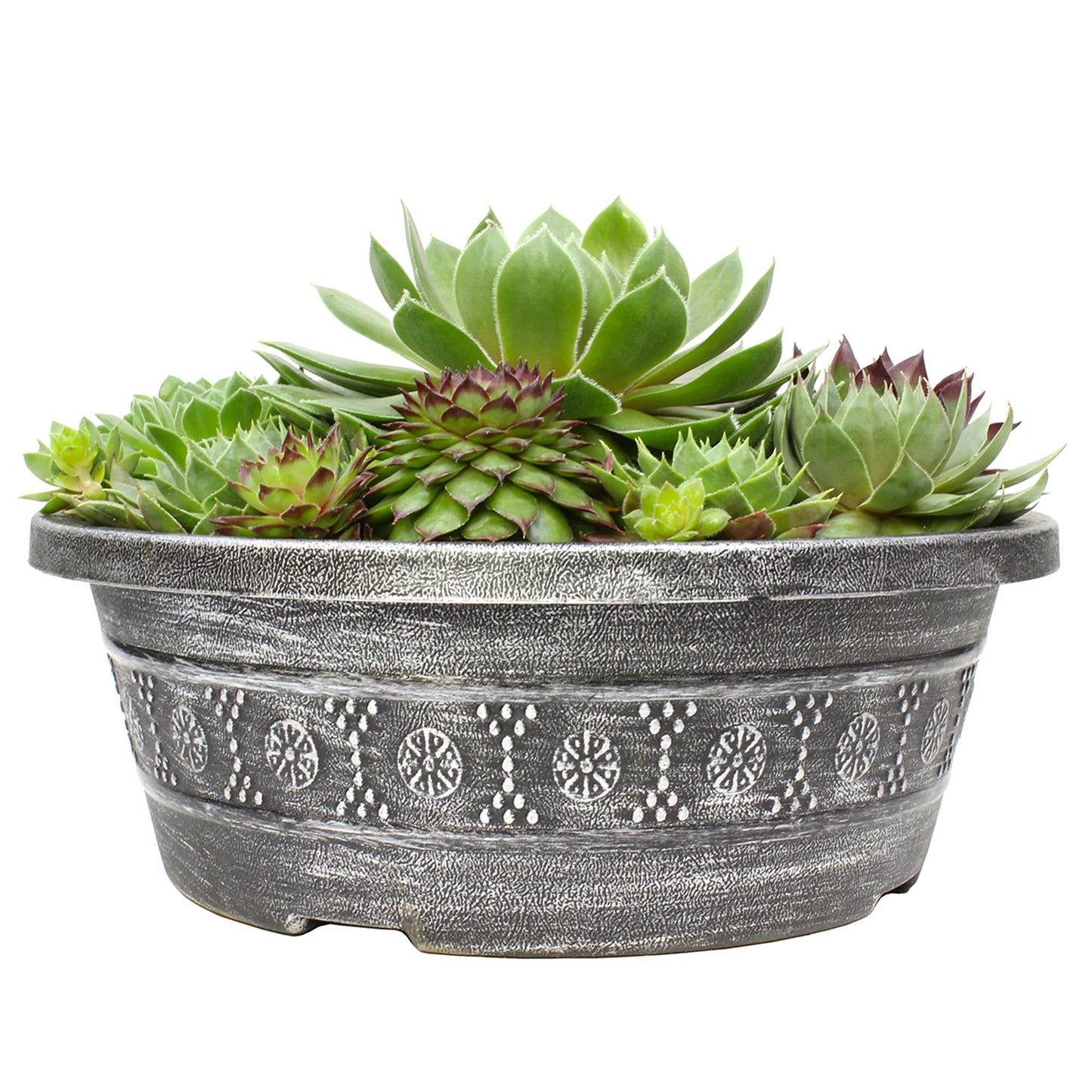 Sempervivum Succulent In Decorative Pot