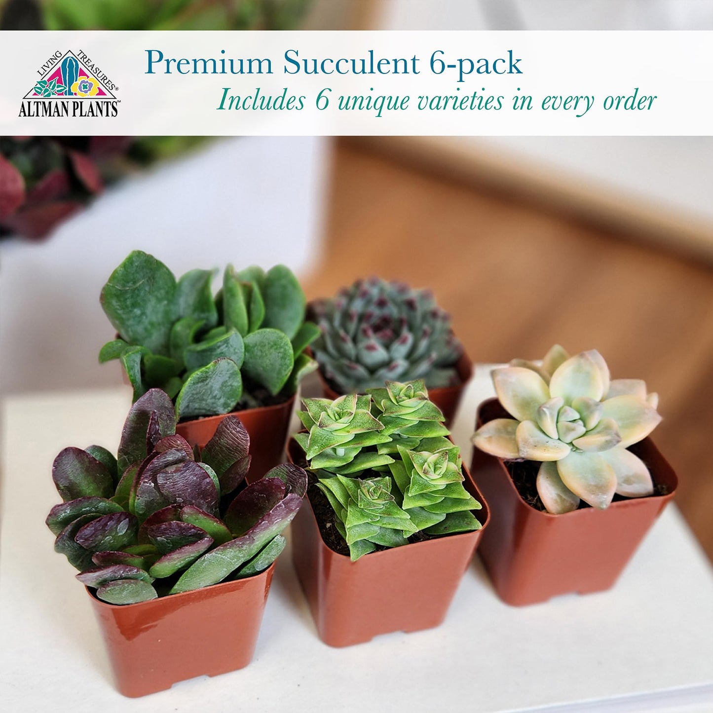Live Potted Succulent Plants Collection