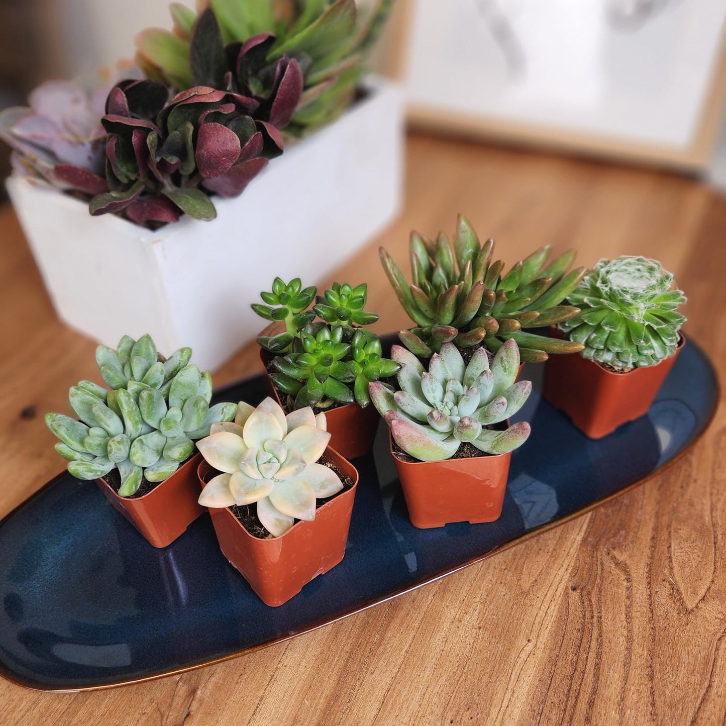 Live Potted Succulent Plants Collection