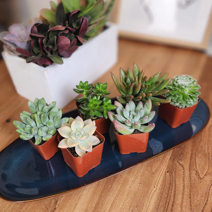 Live Potted Succulent Plants Collection