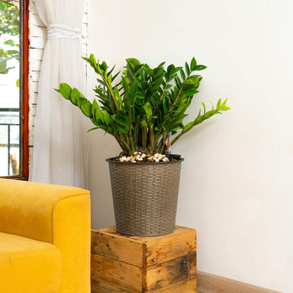 Gray Wicker Self Watering Planter