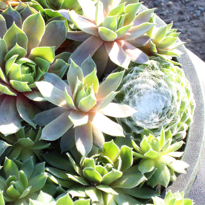 Sempervivum Succulent In Decorative Pot