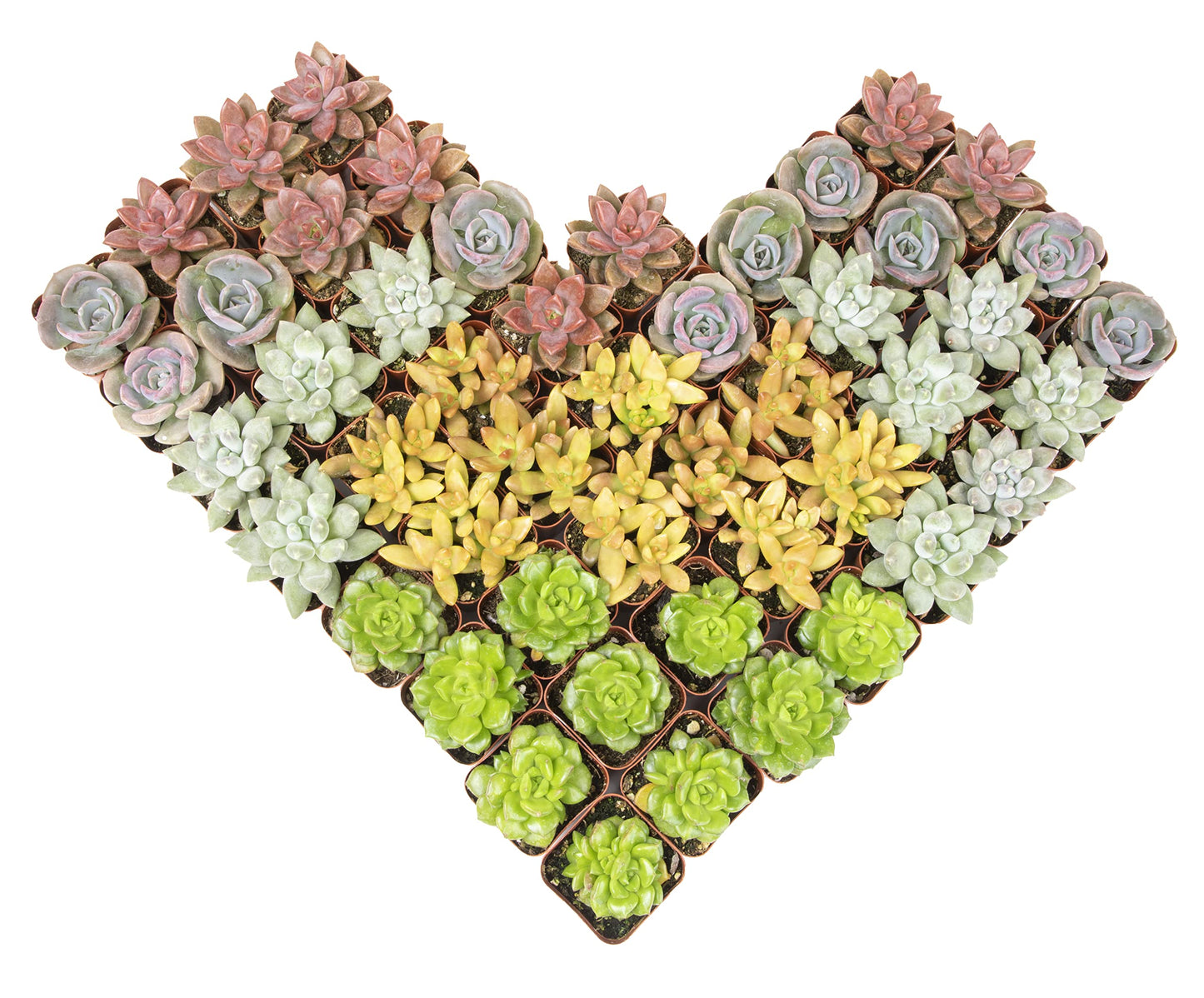 Live Potted Succulent Plants Collection