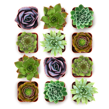 Echeveria Rosette Succulent Variety Pack
