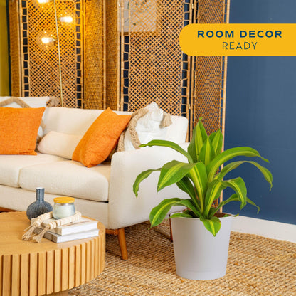 Extra Large Dracaena Indoor Plant