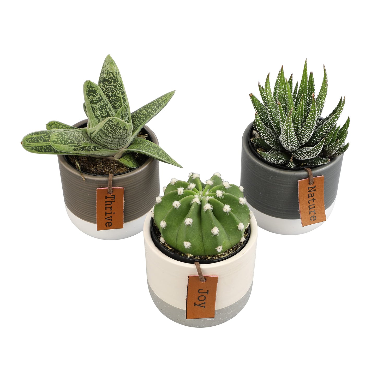 Plants for Pets Sansevieria Cylindrica Succulent