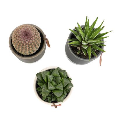 Plants for Pets Sansevieria Cylindrica Succulent