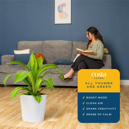 Extra Large Dracaena Indoor Plant