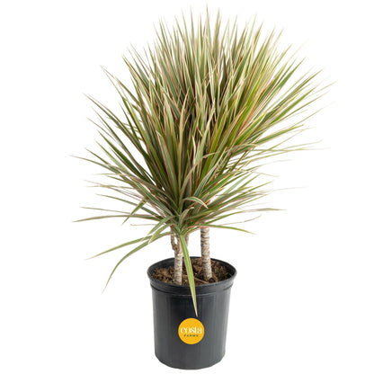 Extra Large Dracaena Indoor Plant