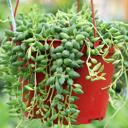 Trailing Succulent Plants For Hanging Decor
