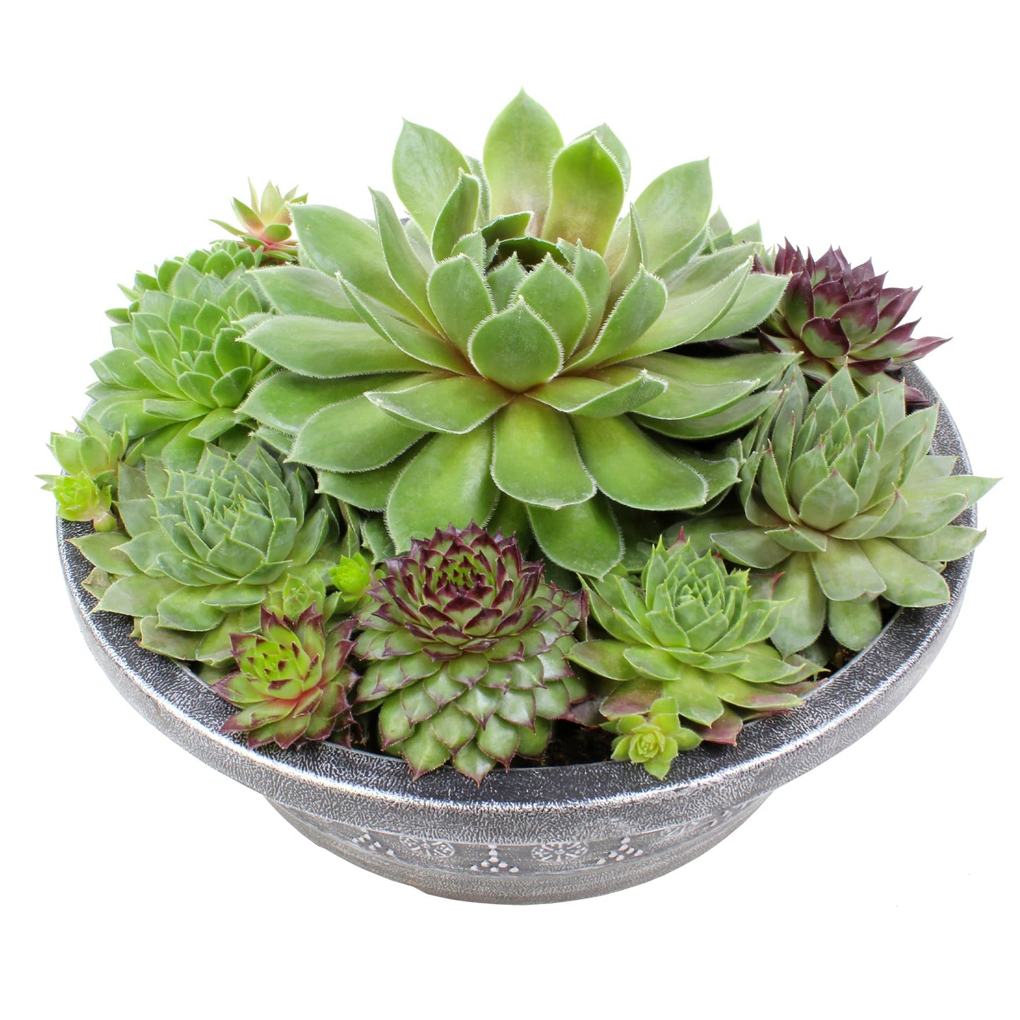 Sempervivum Succulent In Decorative Pot