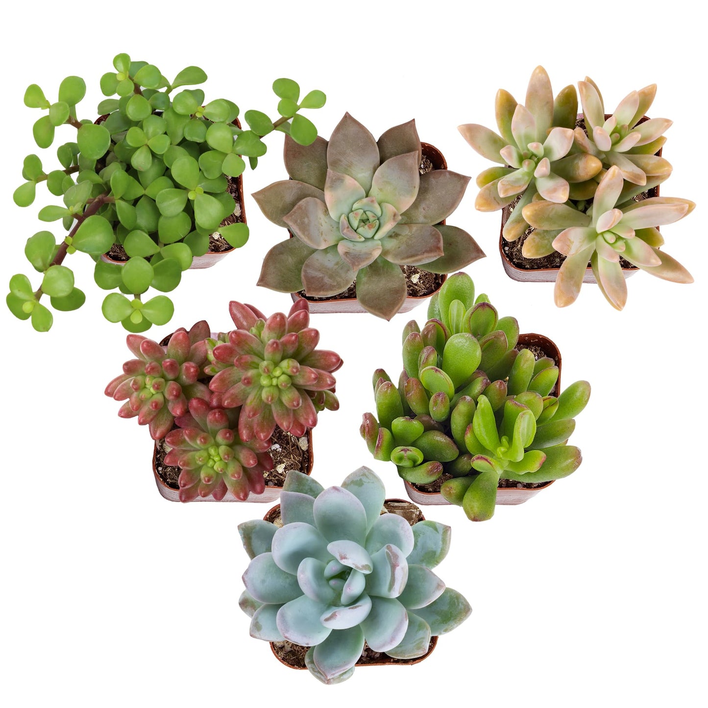 Live Potted Succulent Plants Collection