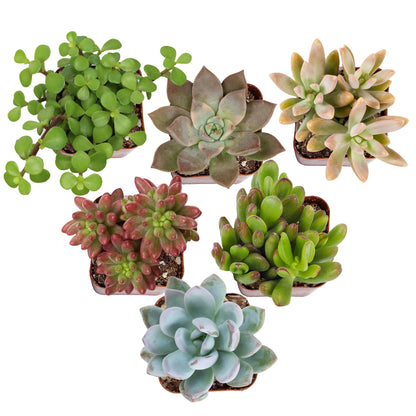 Live Potted Succulent Plants Collection