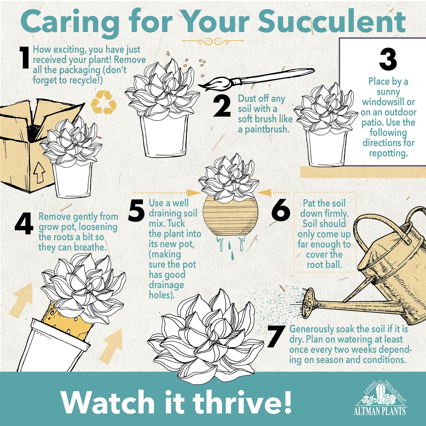 Live Potted Succulent Plants Collection