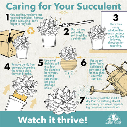 Live Potted Succulent Plants Collection