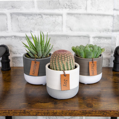 Plants for Pets Sansevieria Cylindrica Succulent