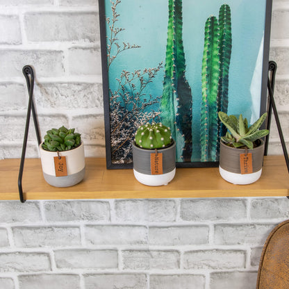 Plants for Pets Sansevieria Cylindrica Succulent