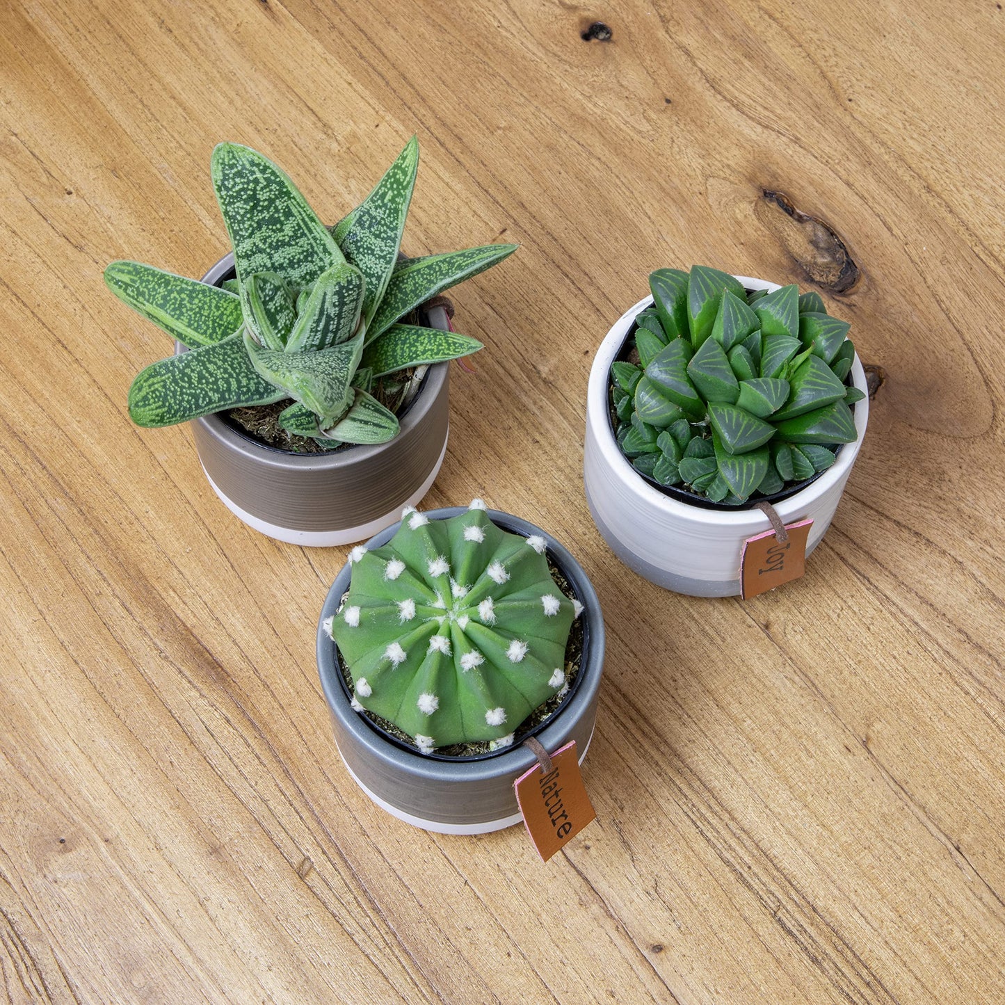 Plants for Pets Sansevieria Cylindrica Succulent